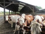 a lot of cows that are standing in a pen
