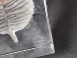 a shell in a clear box on a table