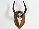 un crâne d'antilope fixé à un mur en bois, muni de longues cornes