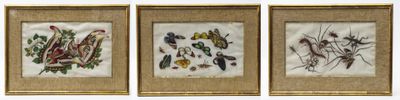 three framed pictures of birds and flowers on a white background