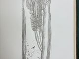 an open book with a drawing of a tree in a forest