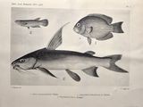 two fish that are standing next to each other