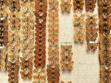 many different types of butterflies on display in a display case
