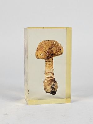 a picture of a mushroom in a clear box