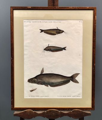une vieille photo représentant trois poissons, exposée dans un cadre