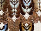 many different types of butterflies displayed in a display case
