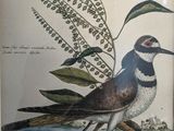 a picture of a bird that is sitting on the ground