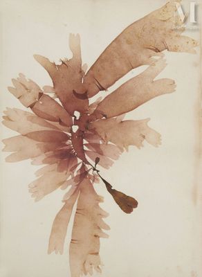 une vieille photo d'une algue sur un morceau de papier