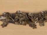 a group of dead animals that are on a table
