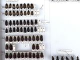 a lot of bugs that are on display in a box