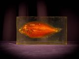 an orange fish in a clear box on a purple surface