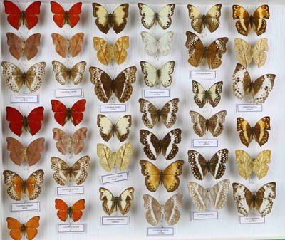 de nombreux types de papillons différents présentés dans une vitrine