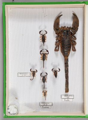 une photo représentant un scorpion et d'autres spécimens d'insectes, présentée dans un cadre