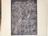 a black and white photo of a picture of a forest