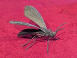 a small insect that is sitting on a red cloth