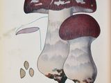 une photo d'un livre sur lequel figure l'image d'un champignon