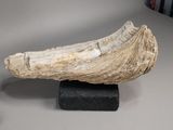 a large piece of drift wood on a black stand