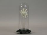 a glass dome with a white flower inside of it