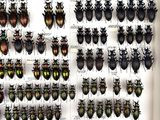 a lot of beetles that are on display in a white box