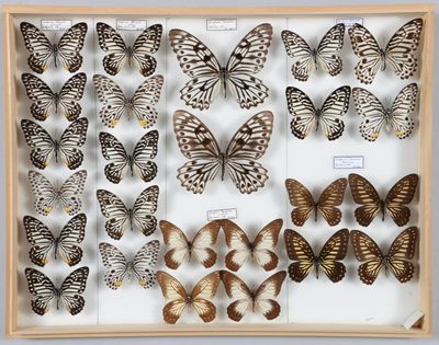 de nombreux papillons disposés dans un cadre en bois