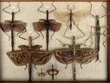 a lot of insects that are on display in a wooden frame