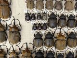 a lot of beetles that are hanging on the wall