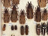 a lot of bugs that are hanging on the wall