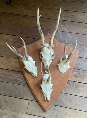 trois crânes de cerfs fixés sur un bouclier en bois posé au sol
