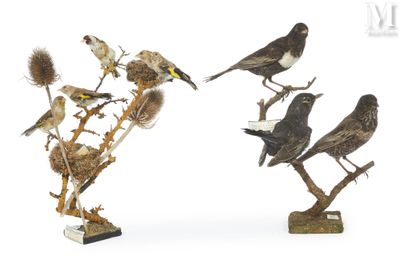 a lot of birds that are sitting on the branches
