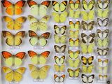 de nombreux types de papillons différents présentés dans une vitrine