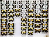 de nombreux types de papillons différents présentés dans une vitrine