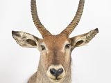 une grande antilope aux longues cornes sur fond blanc