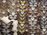 a lot of butterflies that are hanging on the wall