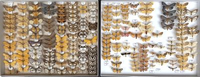 two pictures of moths on display in a glass case