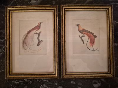 deux gravures encadrées représentant des oiseaux, posées sur un plan de travail en marbre