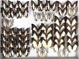 a lot of butterflies that are sitting in a white box