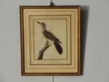 a picture of a bird that is hanging on a wall