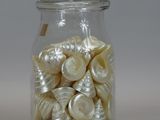 a glass jar filled with shells on a white surface