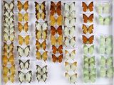 de nombreux types de papillons exposés dans un cadre blanc
