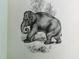 une photo d'un éléphant debout dans l'herbe