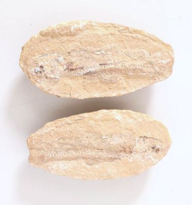 two pieces of bread sitting next to each other on a white surface