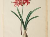 a drawing of a red flower with green leaves on it