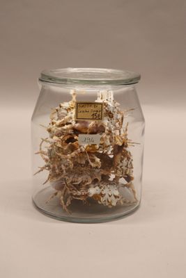 a glass jar with a bunch of dried flowers inside of it