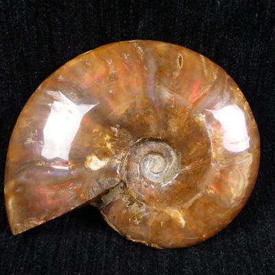 an ammonite shell with a spiral design is shown on a black surface