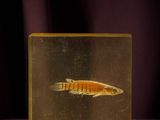 un petit poisson dans une boîte transparente posée sur un fond violet