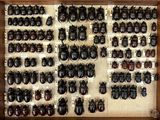 a lot of beetles that are on display in a display case