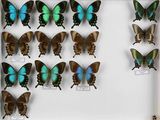 de nombreux papillons exposés dans une vitrine