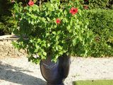 a black vase with red flowers in it on a gravel path