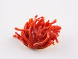 a small red coral on a white surface