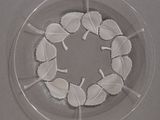 a glass plate with a wreath of leaves on it